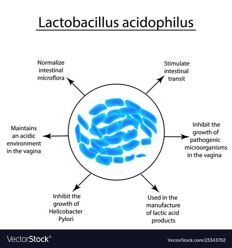 Useful Properties Of Lactobacillus Probiotic Vector Image