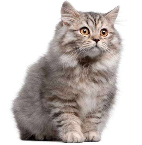 The Siberian Cat Cat Breeds Encyclopedia