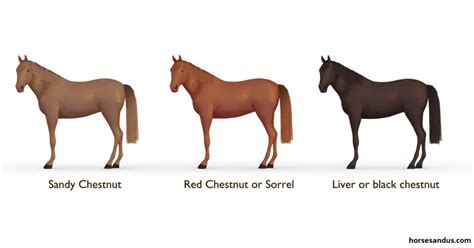 Shades Of The Chestnut Horse Horse Coat Colors Chestnut Horse Horses