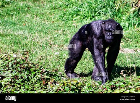 Chimpanzee Feeding Baby Hi Res Stock Photography And Images Alamy