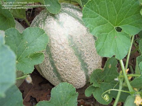 Plantfiles Pictures Cantaloupe Star Headliner Hybrid Cucumis Melo
