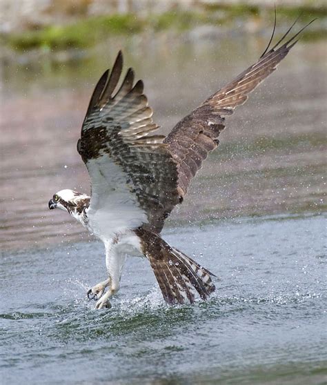 Shoreline Area News For The Birds Osprey The Other Sea Hawk