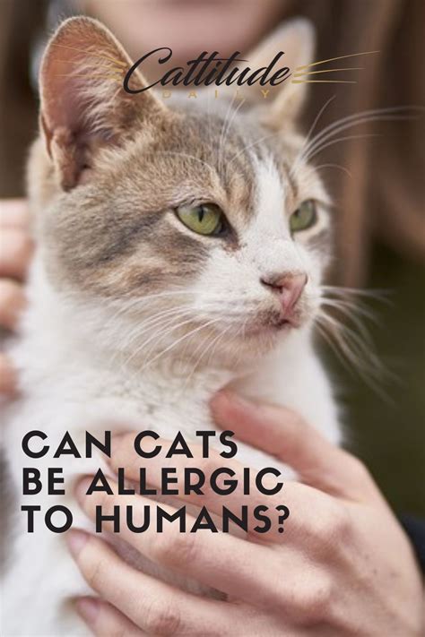 Can Cats Be Allergic To Humans Cats Cat Health Problems Cat Health
