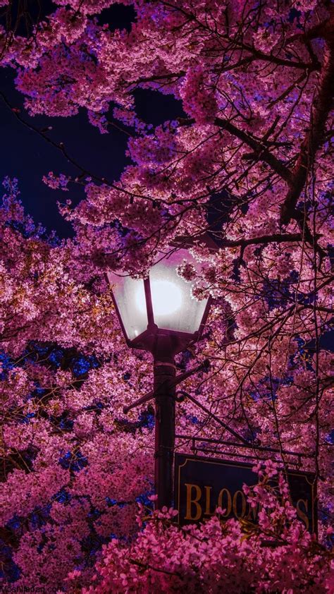 Visiting NAKED Sakura Night Garden In Japan