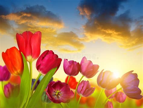 Colorful Flowers Tulip At Sunset Stock Image Image Of Anniversary