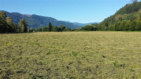 meat: Hay looks beautiful. baling today.