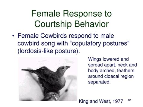 Has the rise of online dating exacerbated or alleviated gender inequalities in modern courtship? PPT - Neuroendocrinology of Courtship Behavior PowerPoint ...