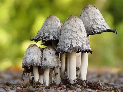 Magic mushrooms show promise for 'untreatable depression'