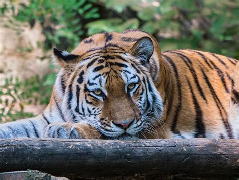 Tiger Big Cat Head Free Photo On Pixabay Pixabay