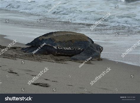 Leatherback Turtle Returning Sea Dermochelys Coriacea Stock Photo