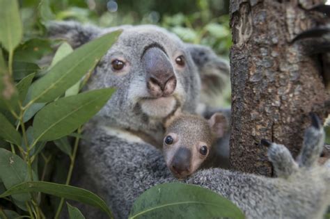 Koala Genome Reveals Secrets To Surviving A Deadly Diet Research