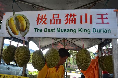 It was our first time visiting and trying musang king durian farm in raub, pahang, malaysia! LEGALLY FOOD: Durian Musang KING