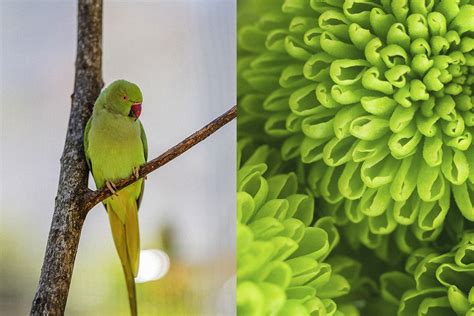 Yellow Green What Is It And How To Use It In Your Designs Picsart Blog