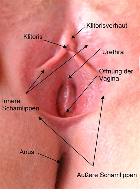 File Anatomie Der Vagina Wikimedia Commons
