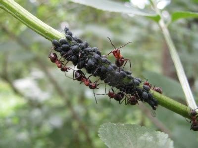 Im garten züchten sich ameisen auch selbst ihre nahrungsquelle (blattläuse), die sie auf pflanzen verteilen. Ameisenplage im Garten
