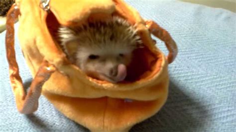 My Cute Hedgehog Youtube