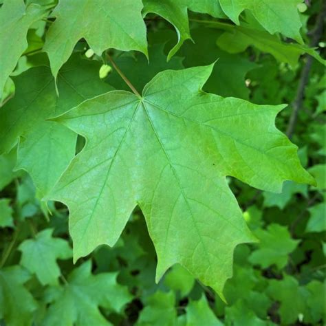 Common Tree Leaf Id Palmate Leaves Tyler Arboretum