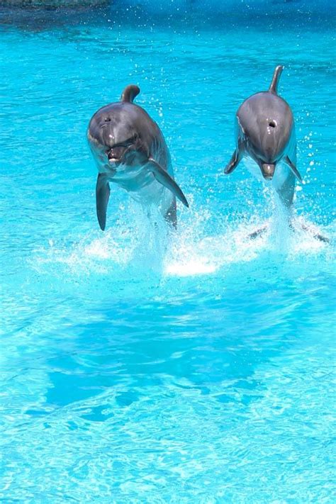 Sea Life Park Swim With Dolphins Beautiful Sea Creatures Animals