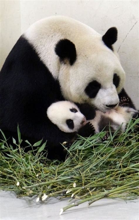Adelaide Zoos Giant Pandas Fail To Breed South China Morning Post