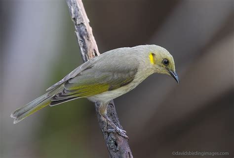 Fuscous Honeyeater Australia Unusual Names Bird Watching Wildlife