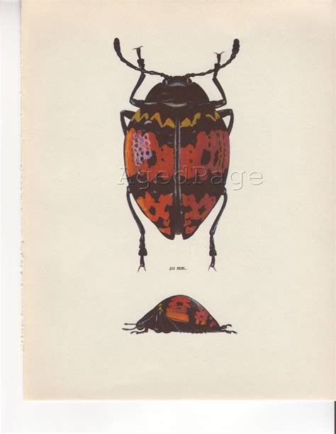 Vintage Insect Print Vintage Insect Prints Vintage Beetle Print