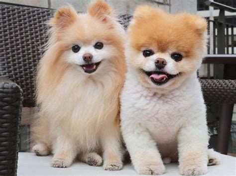 Worlds Cutest Dog Boo The Pomeranian Dies Of ‘heartbreak