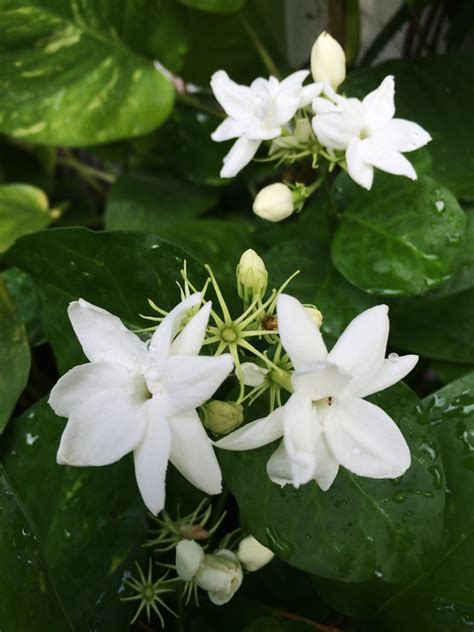 The Amazing Positive Effect of Jasmine Flowers