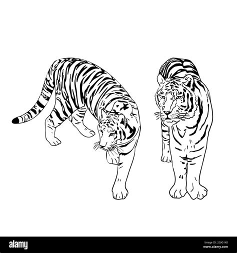 Two Tigers Black Silhouettes On White Background Chinese Tiger Simple