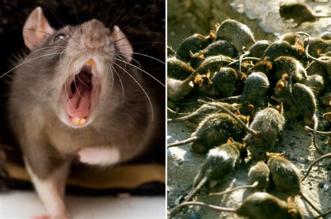 Rat Population Booms In Britain As Experts Warn They Are