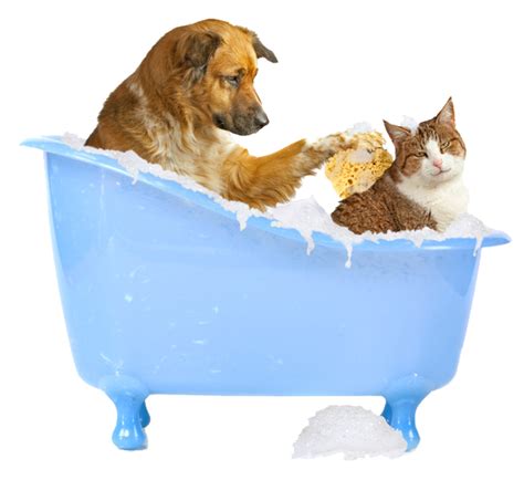 I can think of a couple of reasons it's. Mickey's Pet Supplies Blog: Shampoos That Are Safe For ...