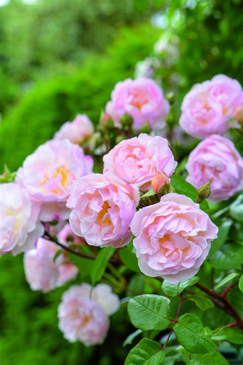10 Things Nobody Tells You About Roses Gardenista David Austin