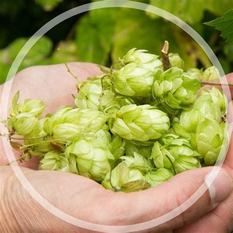 How To Grow Hops At Home ⋆ Rainmakers Supply