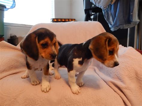 Beagle Puppies Lol Tiny Playing Akc Puppy Miniature Mini Beagles