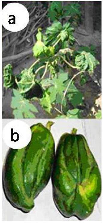 Symptoms Of Papaya Leaf Curl Diesease At Kushinagar A Curling Of