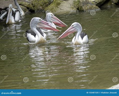 Australian Pelican Pelecanus Conspicillatus Catches Fish In A Group