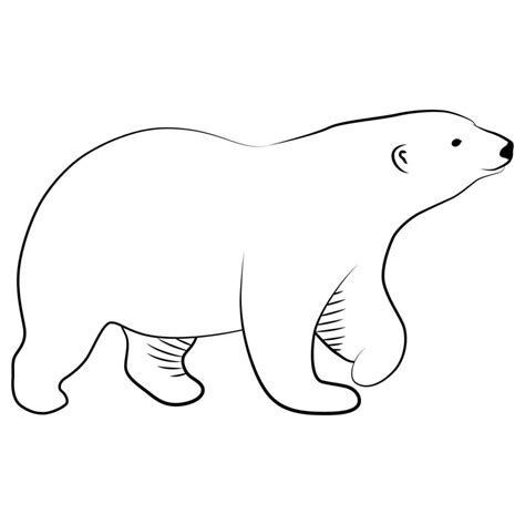 Polar Bear In Outline Sketch 7768826 Vector Art At Vecteezy