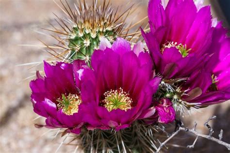 How Long Do Cactus Flowers Last And How To Get Blooms The