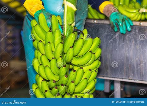Operator Cutting Bunches Of Bananas At A Packaging Plant Stock Photo