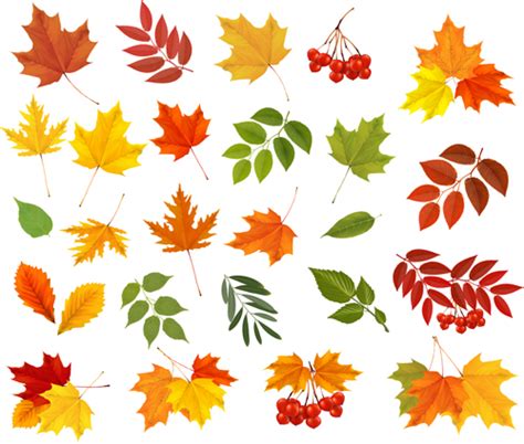 Various Autumn Leaves Vector Set Material 02 Free Download