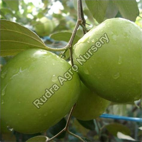 Organic Apple Ber Plant For Garden Plantion Color Green At Rs 50 Piece In Pune
