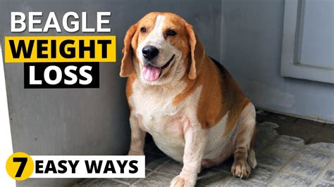 7 Ways To Help Your Overweight Beagle Lose Weight Youtube