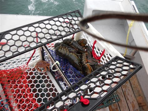 The Lobster Trap Company Ltd Yarmouth Ns