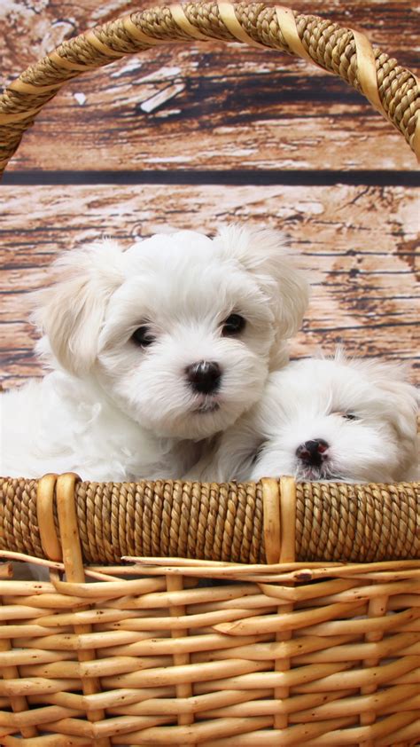 Wallpaper Maltese Dogs Puppy White Pet Animals 9987
