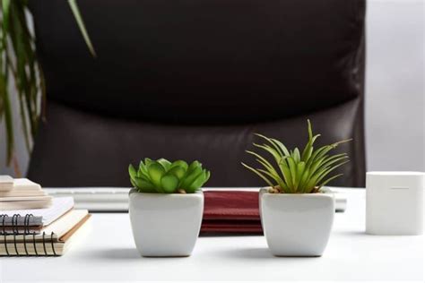 12 Best Indoor Office Plants Experts Top Choices Jay Scotts Collection