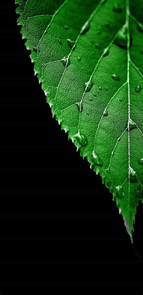 Green Amoled Wallpapers Wallpaper Cave