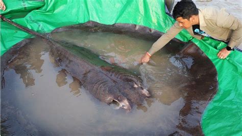 Ikan Pari Seberat Kg Ditemui Di Sungai Mekong