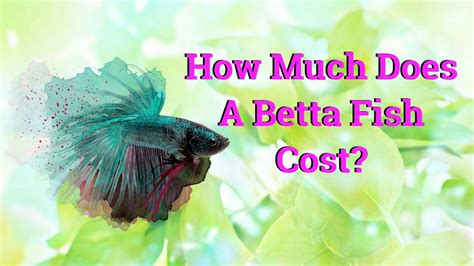 Are you asking yourself can betta fish live with snails? then this article is for you. How much does a betta fish cost - YouTube