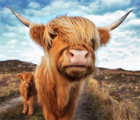 Uk Scotland Highland Cattle With Calf By Westend61