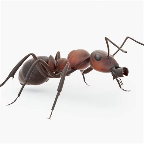rigged ant 3d asset cgtrader