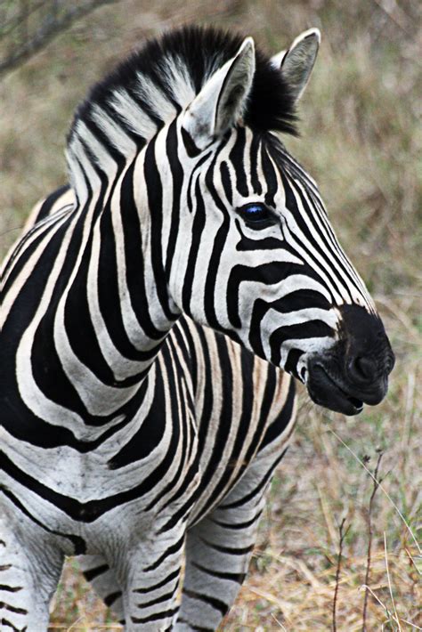 The most common and widespread of its species, the plains zebra even appears on the coat of arms of botswana. Zebra in Kruger National Park - South-Africa | Zebras are se… | Flickr